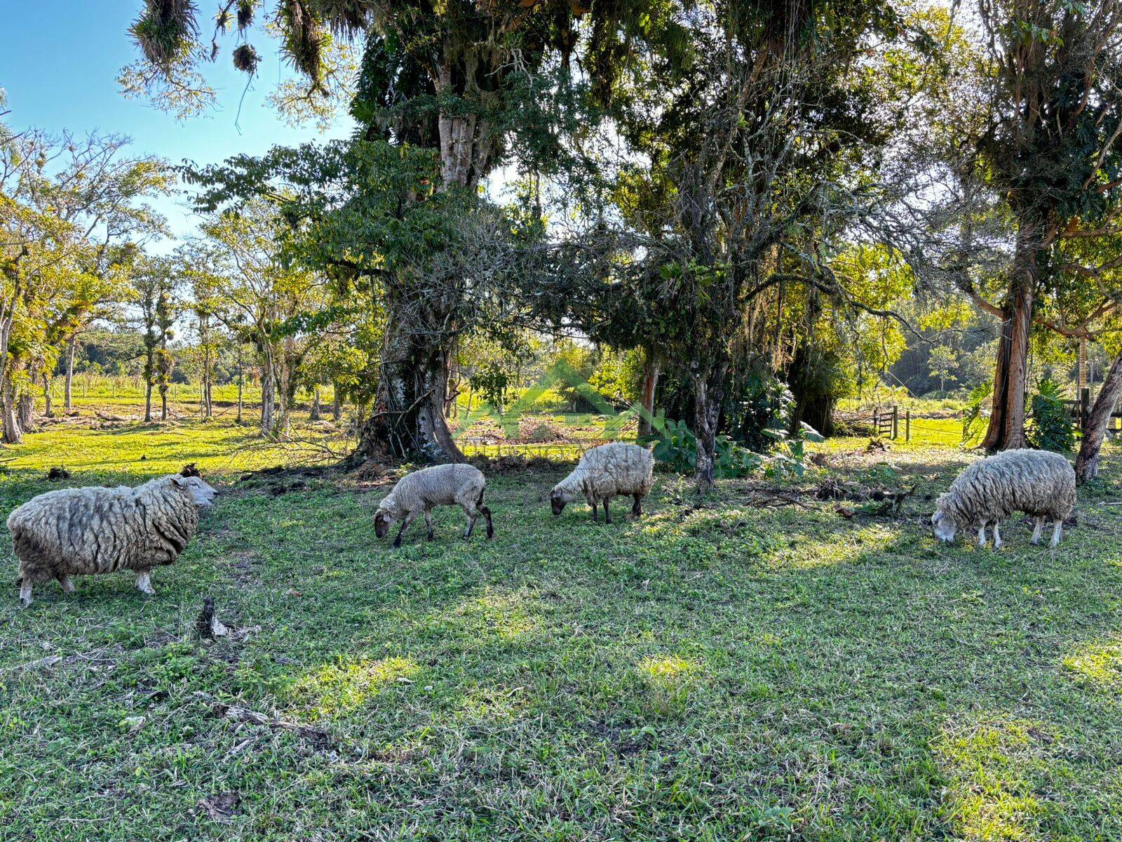 Fazenda à venda com 4 quartos, 150m² - Foto 23