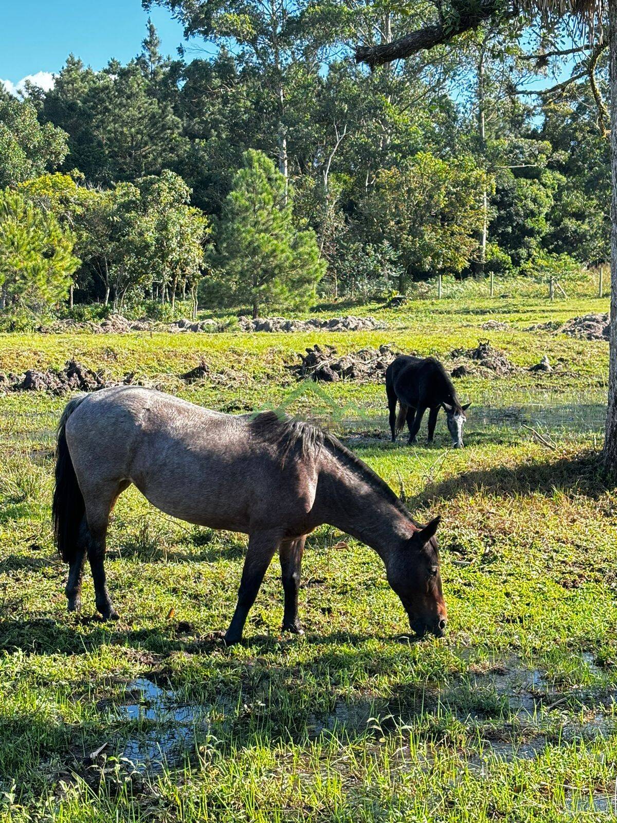 Fazenda à venda com 4 quartos, 150m² - Foto 27